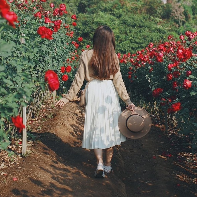 M&atilde;n nh&atilde;n trước vườn hồng triệu đ&oacute;a đang g&acirc;y sốt ở Chiang Mai, đẹp thế n&agrave;y h&egrave;n g&igrave; d&acirc;n t&igrave;nh đổ x&ocirc; đi check in l&agrave; phải - Ảnh 9.