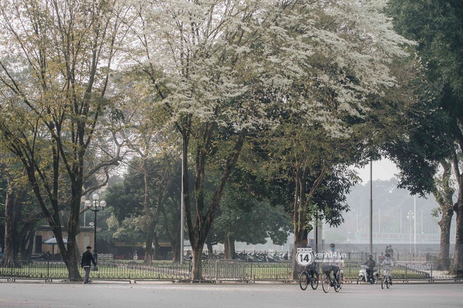 Chưa đến tháng 3, hoa sưa đã nở trắng trời: Lại một mùa hoa rất tình và rất Hà Nội! - Ảnh 10.