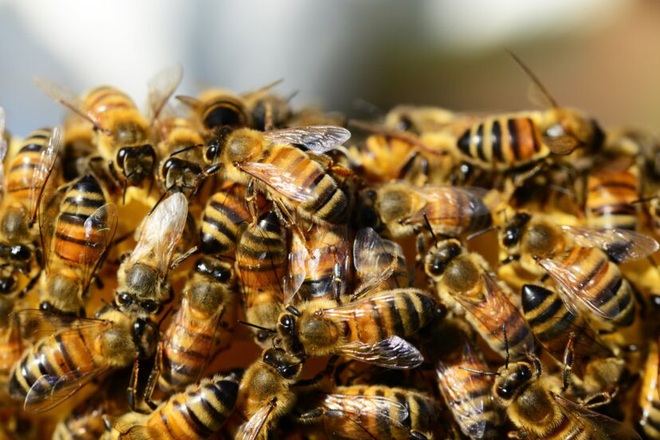 Đến giải cứu người bị một con ong chích, nhóm lính cứu hộ bỗng chuốc họa khi anh em họ hàng nhà ong kéo gần 40.000 con tới tiếp ứng - Ảnh 2.