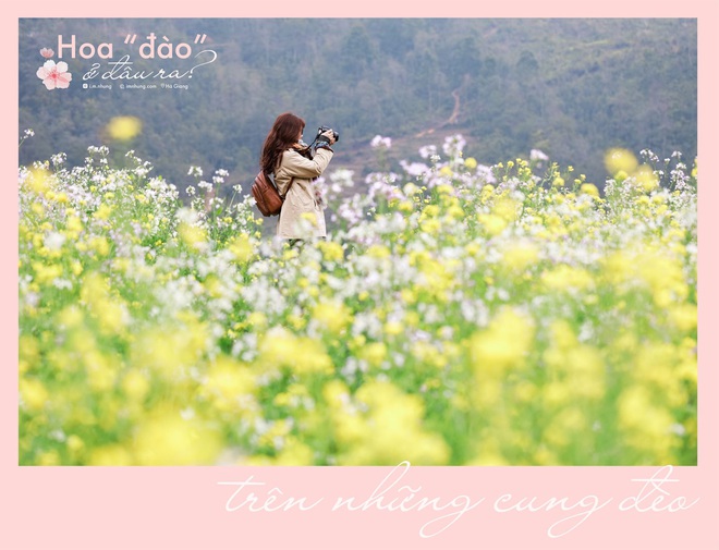 Không đến Hà Giang vào thời điểm vàng, cô bạn vẫn thu về cả một album săn hoa cực đẹp khiến cư dân mạng trầm trồ - Ảnh 2.