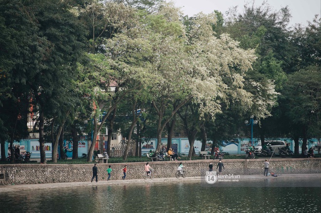 Chưa đến tháng 3, hoa sưa đã nở trắng trời: Lại một mùa hoa rất tình và rất Hà Nội! - Ảnh 3.