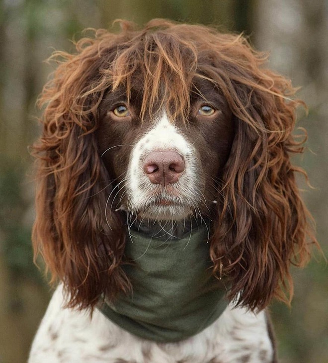 Chú chó của bạn sẽ thật xinh xắn và đáng yêu hơn khi được cắt tóc xoăn dài. Hãy xem những kiểu tóc xoăn dài cho chó cưng của bạn trên ảnh và trang trí cho chúng thật đáng yêu nhé.