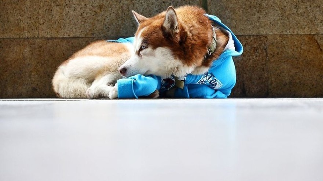 Câu chuyện về Hachiko của nước Nga: chú chó Husky mặc tấm áo màu xanh dương, ngày ngày nằm ngoài vỉa hè giá rét chờ chủ nhân đi làm về - Ảnh 1.