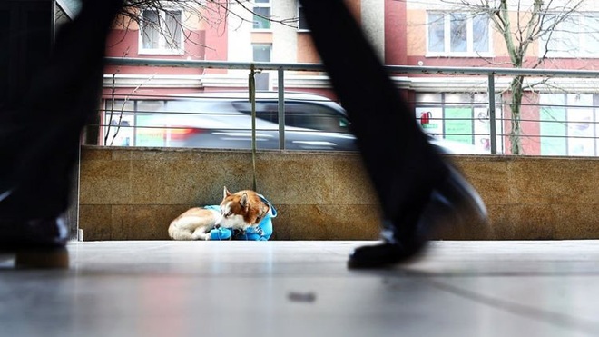 Câu chuyện về Hachiko của nước Nga: chú chó Husky mặc tấm áo màu xanh dương, ngày ngày nằm ngoài vỉa hè giá rét chờ chủ nhân đi làm về - Ảnh 3.