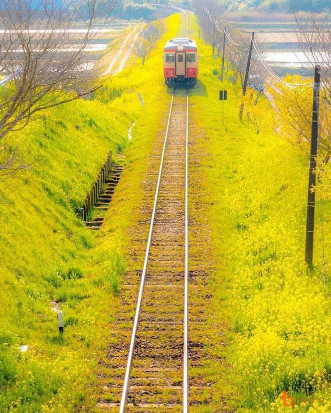 D&#226;n mạng sửng sốt trước c&#225;nh đồng hoa cải v&#224;ng đẹp như tranh vẽ c&#243; thật tại Đ&#224; Lạt, xem ảnh m&#224; ngỡ đ&#226;u nước Nhật xa x&#244;i - Ảnh 8.