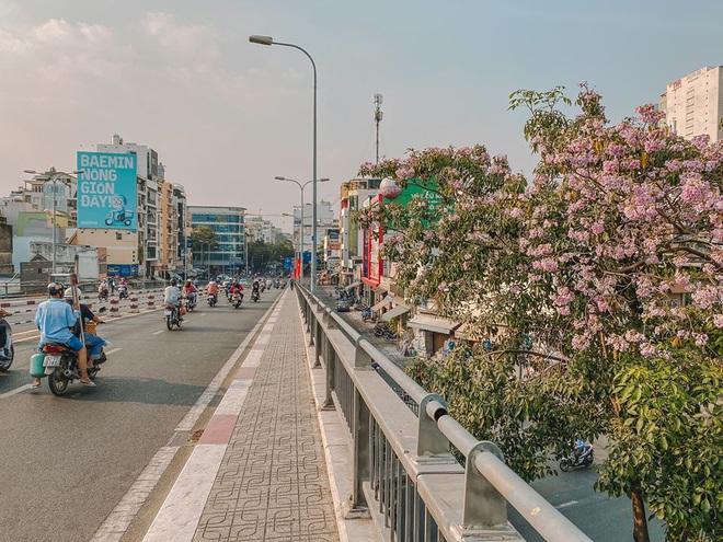 Hội S&#224;i G&#242;n rục rịch check-in “con đường hoa anh đ&#224;o” l&#234;n h&#236;nh t&#236;nh như phim điện ảnh, ai đi ngang cũng muốn dừng lại sống ảo - Ảnh 12.