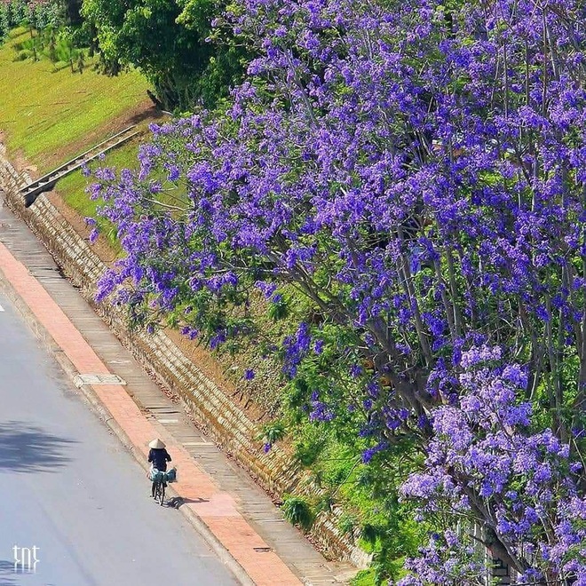 Đà Lạt mộng mơ mùa hoa phượng tím nở rộ, chị em không đi thì sẽ hối tiếc vô cùng - Ảnh 3.