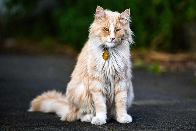 Chú mèo vương giả sở hữu 30.000 người hâm mộ và được tôn vinh như ông hoàng tại quê nhà - Ảnh 7.