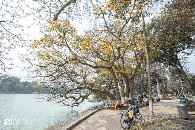 Hà Nội tháng Ba mà cứ ngỡ thu về, bởi vừa có nắng vàng dịu ngọt, vừa có thảm lá vàng đi lạc sau giấc ngủ đông - Ảnh 12.