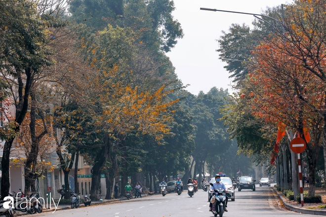 Hà Nội tháng Ba mà cứ ngỡ thu về, bởi vừa có nắng vàng dịu ngọt, vừa có thảm lá vàng đi lạc sau giấc ngủ đông - Ảnh 19.