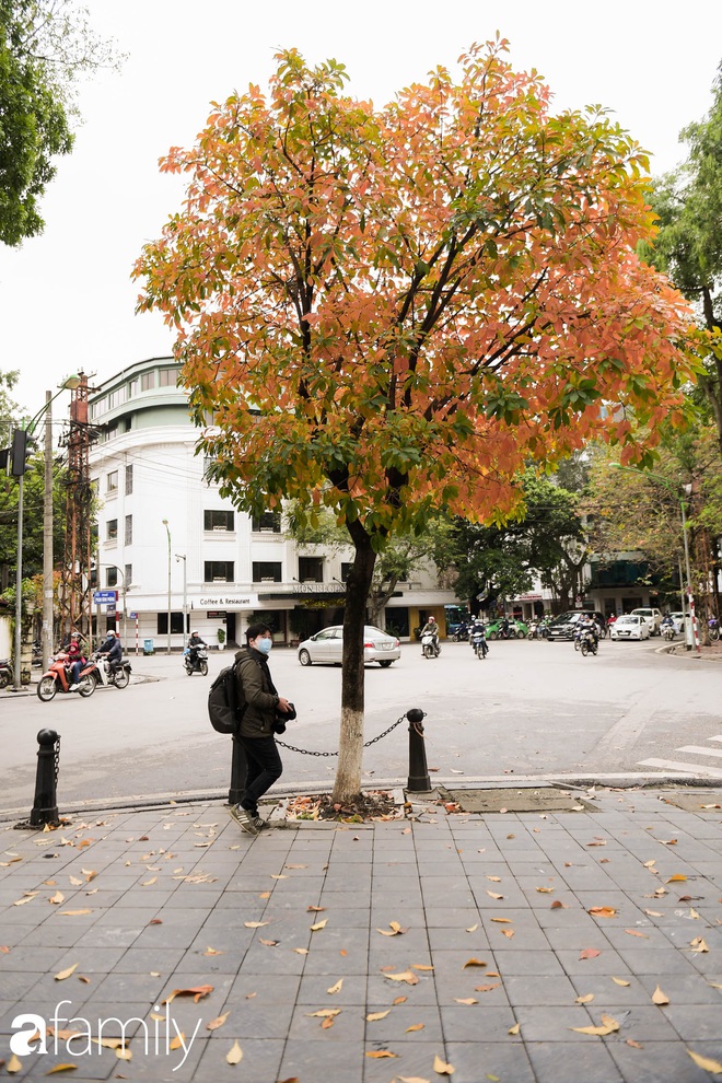 Hà Nội tháng Ba mà cứ ngỡ thu về, bởi vừa có nắng vàng dịu ngọt, vừa có thảm lá vàng đi lạc sau giấc ngủ đông - Ảnh 7.