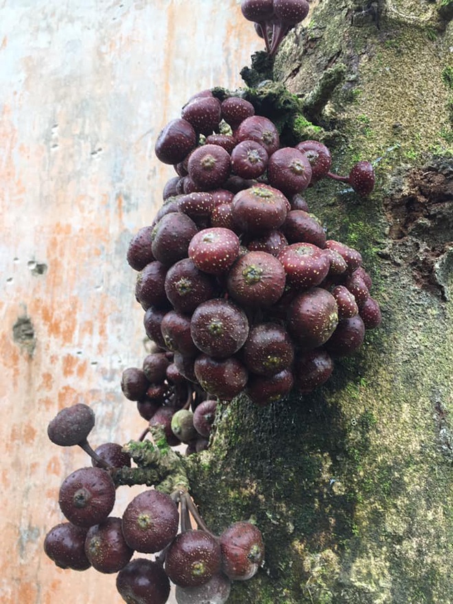 Một loại quả đỏ mọng là đặc sản tuổi thơ của người Việt nhưng không phải ai cũng còn nhớ trong thời nay - Ảnh 4.