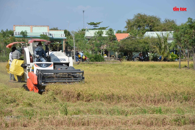 Cận cảnh hạn mặn khốc liệt nhất lịch sử ở Tây Nam Bộ - Ảnh 7.