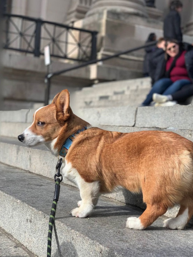 Những chú Corgi sở hữu khuôn mặt vui vẻ vẫn quạu, thần thái sưng xỉa vô địch - Ảnh 9.