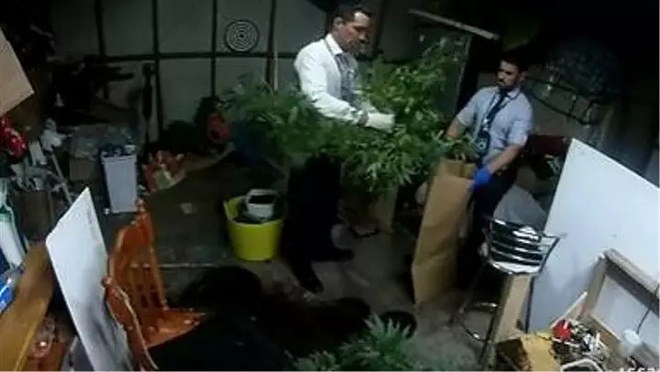 C&ocirc; b&eacute; 5 tuổi gọi điện để chơi khăm cảnh s&aacute;t, v&ocirc; t&igrave;nh l&agrave;m lộ vườn c&acirc;y cần sa của mẹ - Ảnh 1.