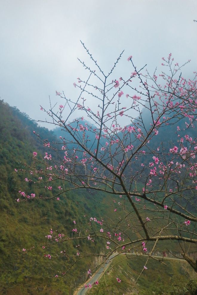 Hà Giang tháng 3 đẹp mê hồn trong mắt cô gái trẻ xứ Thanh, thật khó tin khi 4 loài hoa núi rừng đủ sắc màu cùng nở một lúc - Ảnh 4. Hà Giang tháng 3 đẹp mê hồn trong mắt cô gái trẻ xứ Thanh, thật khó tin khi 4 loài hoa núi rừng đủ sắc màu cùng nở một lúc - Ảnh 4.