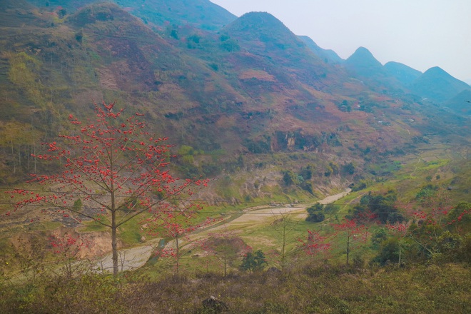 Hà Giang tháng 3 đẹp mê hồn trong mắt cô gái trẻ xứ Thanh, thật khó tin khi 4 loài hoa núi rừng đủ sắc màu cùng nở một lúc - Ảnh 4. Hà Giang tháng 3 đẹp mê hồn trong mắt cô gái trẻ xứ Thanh, thật khó tin khi 4 loài hoa núi rừng đủ sắc màu cùng nở một lúc - Ảnh 4.