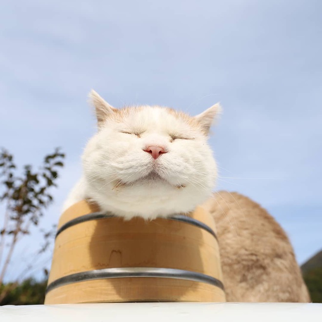 Nhìn lại những bức ảnh làm nên thương hiệu mèo mặt mông Shironeko: Thế giới đã mất đi một năng lượng dễ thương! - Ảnh 9.