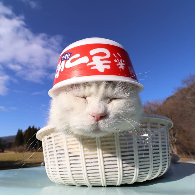 Chú mèo Shironeko huyền thoại đã qua đời, gia đình chọn đúng ngày sinh nhật 18 tuổi để công bố tin buồn - Ảnh 6.