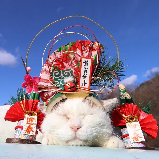 Chú mèo Shironeko huyền thoại đã qua đời, gia đình chọn đúng ngày sinh nhật 18 tuổi để công bố tin buồn - Ảnh 2.