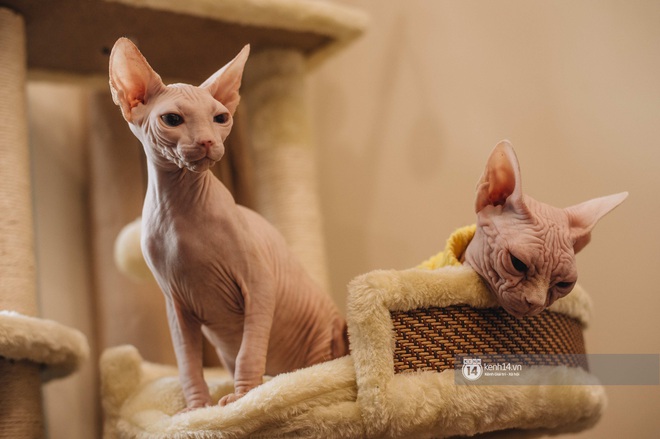 Diện kiến đàn mèo không lông Sphynx đắt đỏ ở Hà Nội: Bên ngoài “hổ báo cáo chồn, bên trong nhiều tiền và hiền lắm luôn - Ảnh 2.