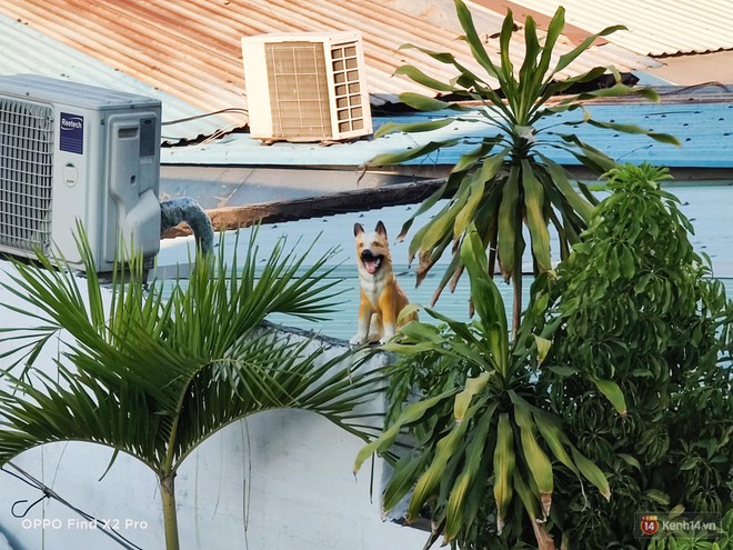 Ở nh&agrave; tr&aacute;nh dịch mới thấy điện thoại c&oacute; ống nh&ograve;m xa thực sự l&agrave; một lợi thế - Ảnh 10.