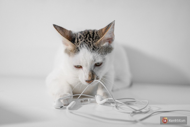 Bị boss mèo cắn đứt vài lần mới thấy, hóa ra Tim Cook và Apple đã đúng khi đẩy mạnh xu hướng tai nghe không dây! - Ảnh 1.