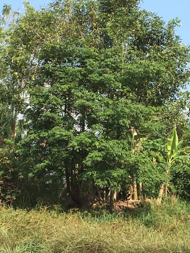 Dân mạng sững sờ khi biết có một loại mủ cây... có thể ăn được, còn là món giải khát quen thuộc với nhiều người Việt - Ảnh 1.