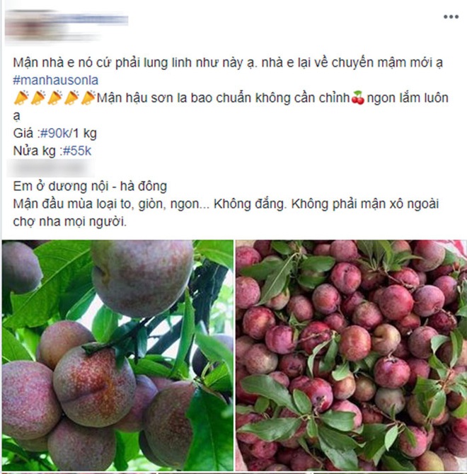 Mận hậu đầu m&ugrave;a mỗi nơi một gi&aacute;: c&oacute; nơi l&ecirc;n đến 100k nhưng vẫn đắt kh&aacute;ch d&ugrave; đang trong m&ugrave;a dịch - Ảnh 3.