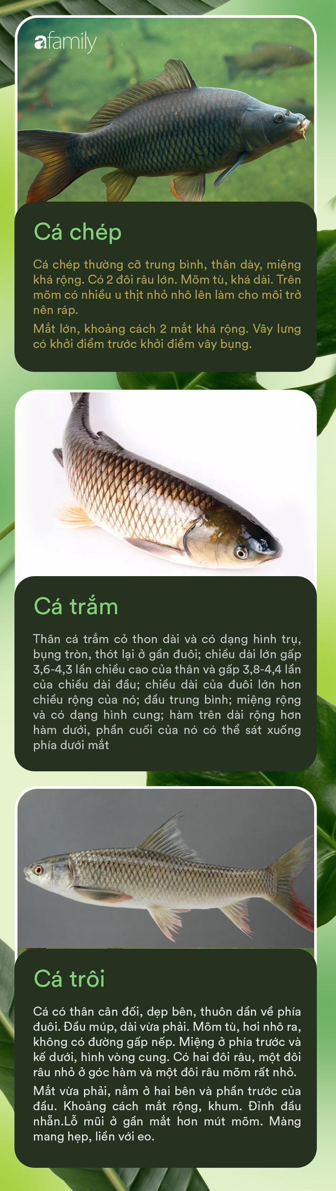 Gợi ý giúp bạn: Cách phân biệt được đâu là cá chép, cá trắm, cá trôi và cách chọn cá ngon chuẩn - Ảnh 1.