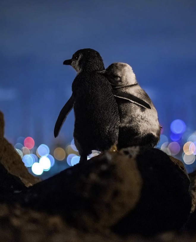 Khoảnh khắc đôi chim cánh cụt khoác vai nhau, cùng thưởng thức bầu trời đêm lung linh đầy lãng mạn và câu chuyện tình buồn phía sau - Ảnh 1.