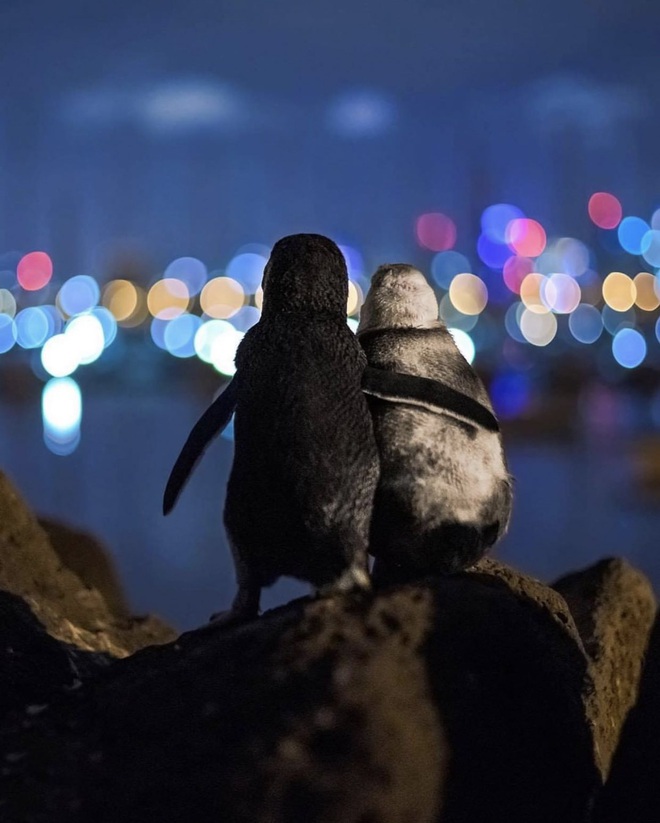 Khoảnh khắc đôi chim cánh cụt khoác vai nhau, cùng thưởng thức bầu trời đêm lung linh đầy lãng mạn và câu chuyện tình buồn phía sau - Ảnh 2.