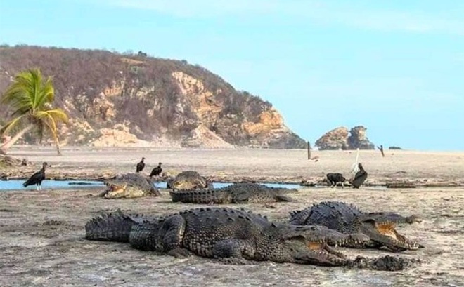 Mặt biển phát sáng sau 60 năm, cá sấu tràn lên bờ ở Mexico giữa lúc cả nước phong tỏa vì dịch Covid-19 - Ảnh 2.