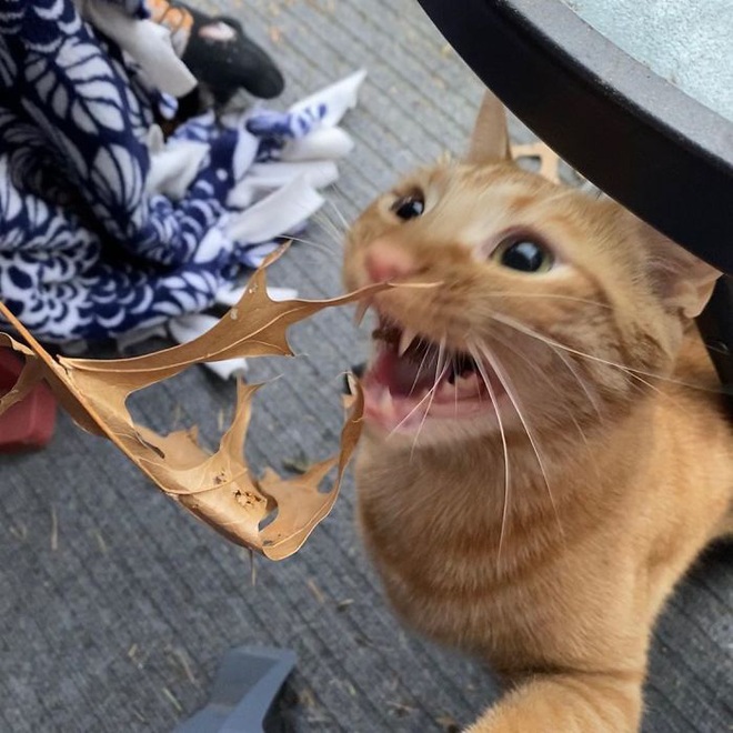 Gặp Carrot, chú mèo nổi tiếng khắp mạng xã hội với pha thò tay ăn vụng thần sầu - Ảnh 7.