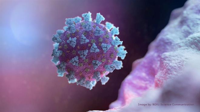 Australia ph&aacute;t hiện thuốc trị chấy c&oacute; thể ti&ecirc;u diệt virus SARS-CoV-2 - Ảnh 1.