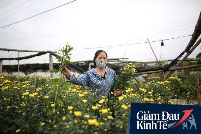 “Thủ phủ” hoa tại Hà Nội nở rộ giữa dịch COVID-19: Tưởng thắng vụ mà thành bại, hoa cười nhưng người khóc - Ảnh 1.