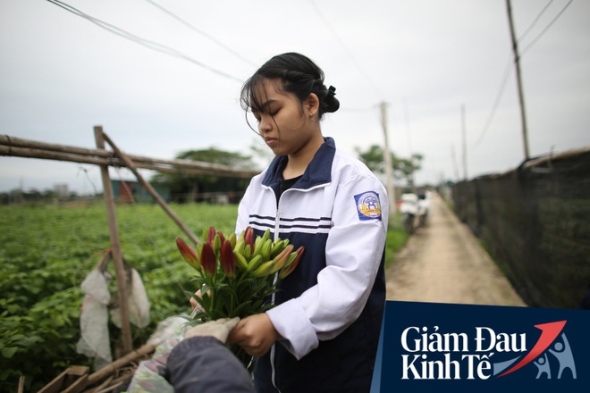 “Thủ phủ” hoa tại Hà Nội nở rộ giữa dịch COVID-19: Tưởng thắng vụ mà thành bại, hoa cười nhưng người khóc - Ảnh 12.