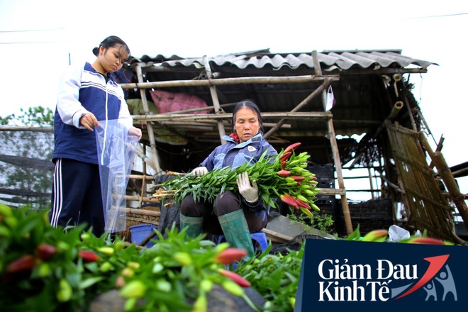 “Thủ phủ” hoa tại Hà Nội nở rộ giữa dịch COVID-19: Tưởng thắng vụ mà thành bại, hoa cười nhưng người khóc - Ảnh 13.