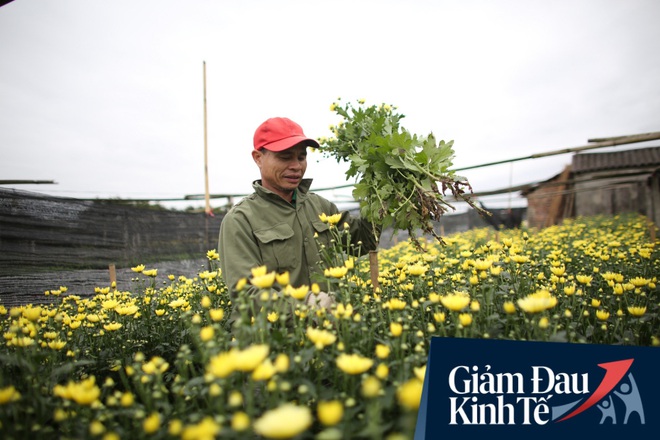 “Thủ phủ” hoa tại Hà Nội nở rộ giữa dịch COVID-19: Tưởng thắng vụ mà thành bại, hoa cười nhưng người khóc - Ảnh 4.