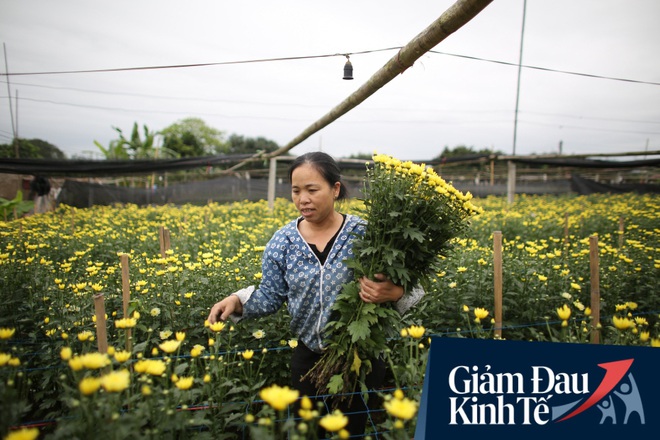 “Thủ phủ” hoa tại Hà Nội nở rộ giữa dịch COVID-19: Tưởng thắng vụ mà thành bại, hoa cười nhưng người khóc - Ảnh 5.