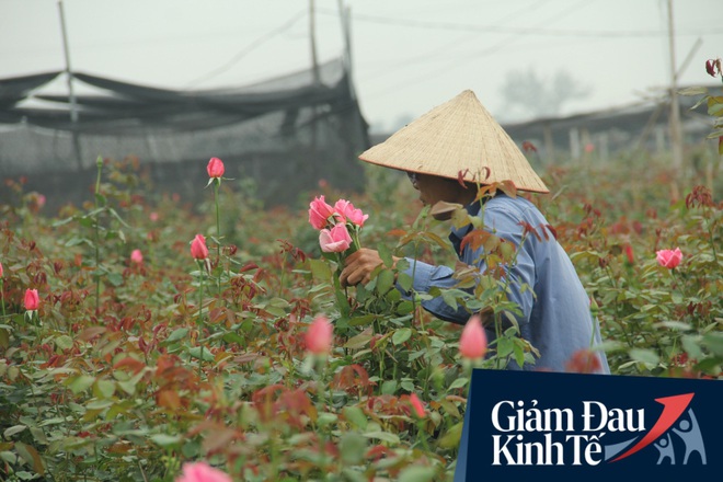 “Thủ phủ” hoa tại Hà Nội nở rộ giữa dịch COVID-19: Tưởng thắng vụ mà thành bại, hoa cười nhưng người khóc - Ảnh 8.