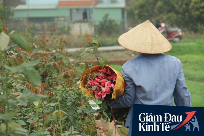 “Thủ phủ” hoa tại Hà Nội nở rộ giữa dịch COVID-19: Tưởng thắng vụ mà thành bại, hoa cười nhưng người khóc - Ảnh 9.