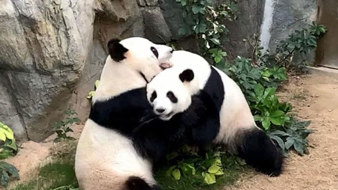 Sau 10 năm ròng rã chờ đợi, cặp gấu trúc ở sở thú Hong Kong cuối cùng cũng chịu giao phối khi nơi này đóng cửa do Covid-19 - Ảnh 1.