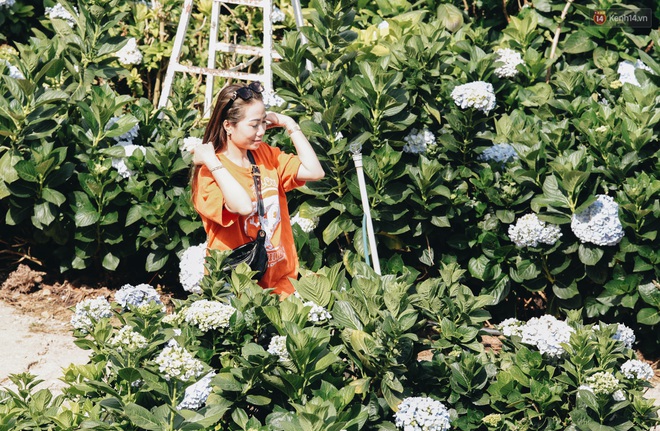 Du khách đổ xô về vườn hoa cẩm tú cầu đẹp nhất Đà Lạt để chụp ảnh dịp nghỉ lễ 30⁄4 - 1⁄5 - Ảnh 8.
