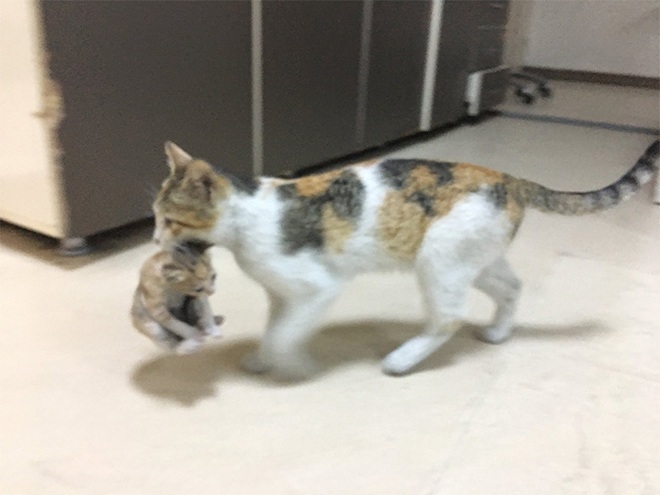 Ấm lòng hình ảnh mèo mẹ bế mèo con tới bệnh viện để khám bệnh, được các bác sĩ nhiệt tình giúp đỡ - Ảnh 5.