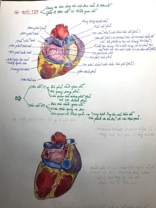 Học m&#244;n Giải phẫu, nam sinh ng&#224;nh Y vẽ bộ phận cơ thể người giống thật đến 99% khiến ai nh&#236;n cũng sởn gai ốc - Ảnh 3.