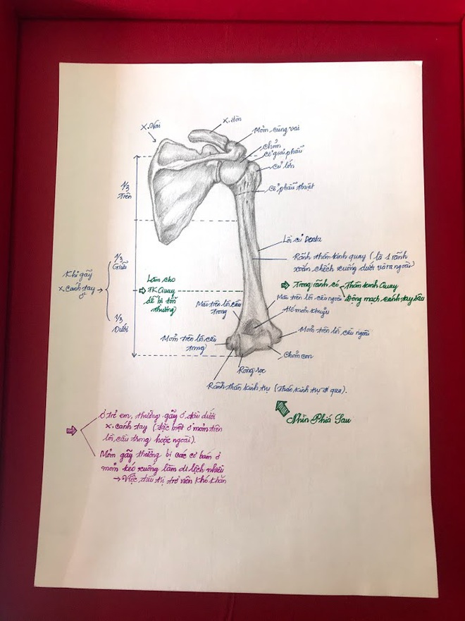 Học m&#244;n Giải phẫu, nam sinh ng&#224;nh Y vẽ bộ phận cơ thể người giống thật đến 99% khiến ai nh&#236;n cũng sởn gai ốc - Ảnh 4.