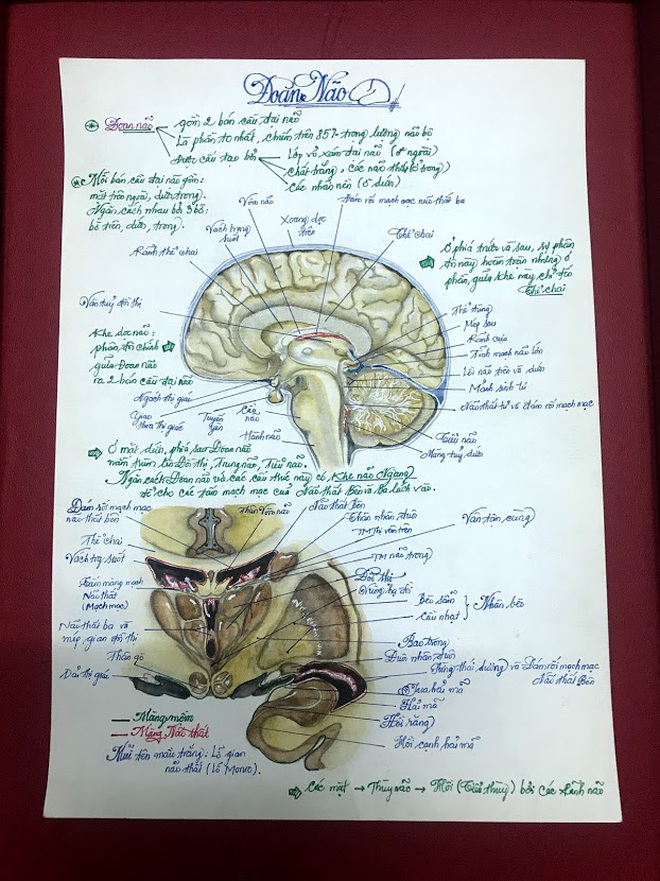Học m&#244;n Giải phẫu, nam sinh ng&#224;nh Y vẽ bộ phận cơ thể người giống thật đến 99% khiến ai nh&#236;n cũng sởn gai ốc - Ảnh 2.