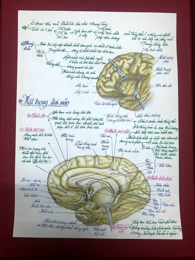 Học m&#244;n Giải phẫu, nam sinh ng&#224;nh Y vẽ bộ phận cơ thể người giống thật đến 99% khiến ai nh&#236;n cũng sởn gai ốc - Ảnh 2.