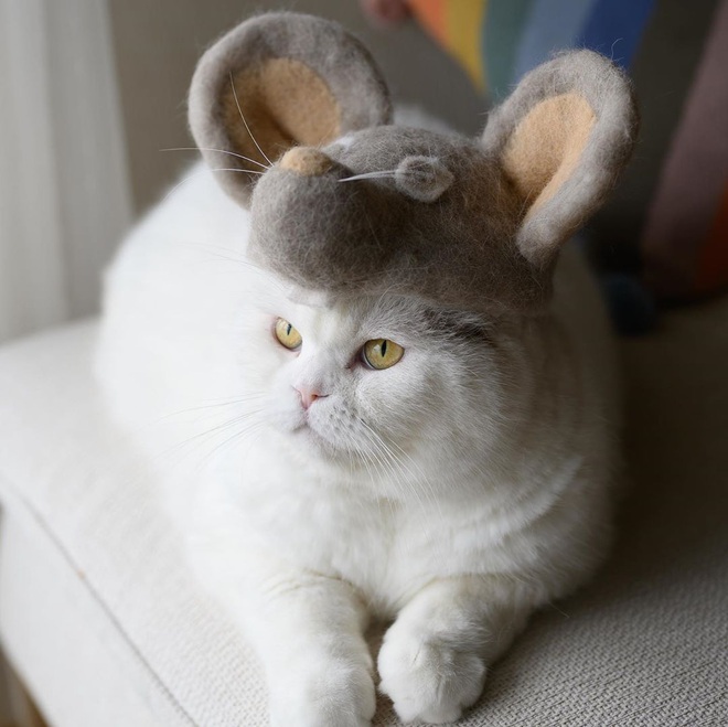 Chải ra cả tấn lông thừa, cặp vợ chồng hô biến chúng thành những chiếc mũ siêu đáng yêu cho mèo nhà mình - Ảnh 14.